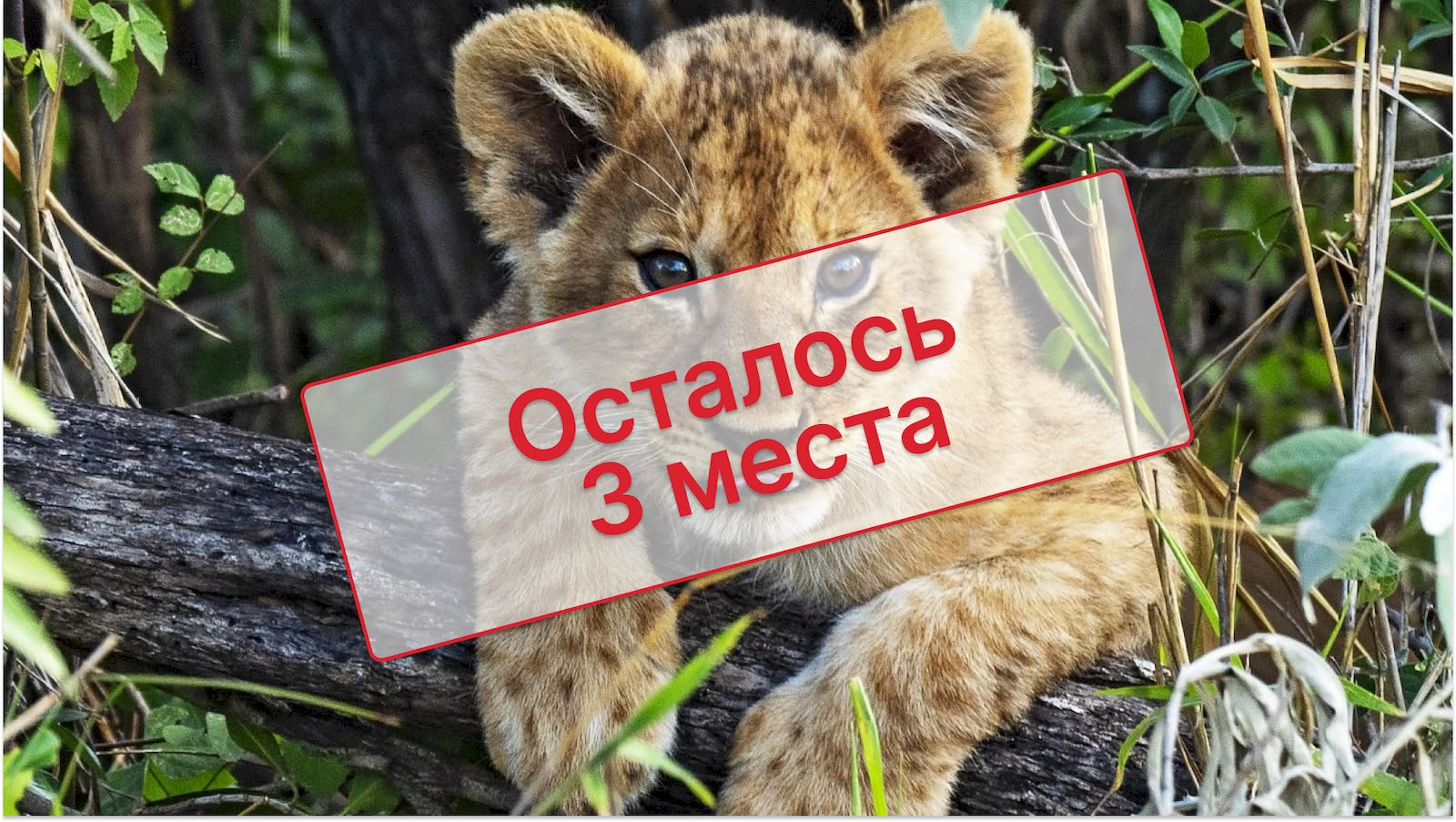 Кения: сафари и отдых на Индийском океане